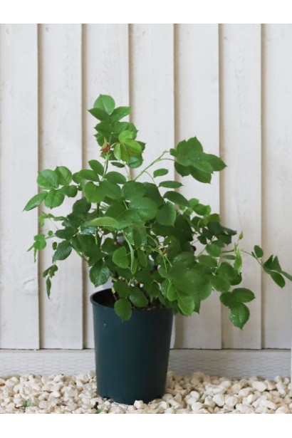 Троянда Minerva в горщику 2 л